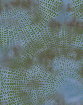 ONYX WALLPAPER