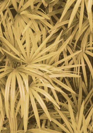 FAUNA WALLPAPER